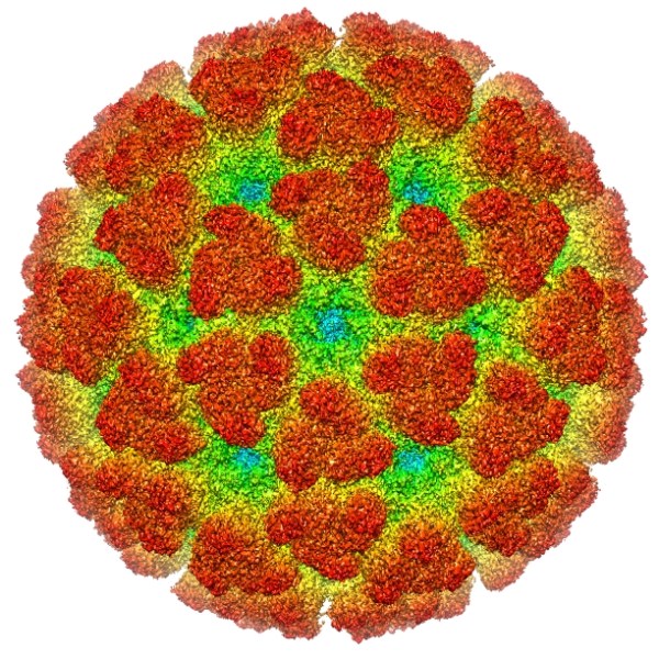 VACUNAS TIPO VLP (VIRUS-LIKE PARTICLE): VACUNA CONTRA EL&nbsp;CHIKUNGUNYA