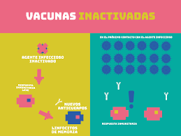 Figura 1: Representación de cómo funcionan las vacunas inactivadas, el proceso hasta conseguir la inmunología.
